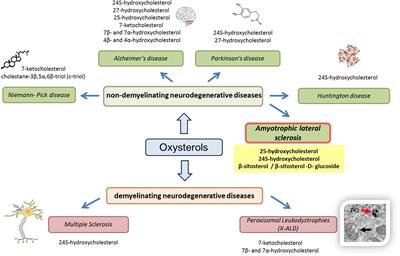 Biomarkers of Amyotrophic Lateral Sclerosis: Current Status and Interest of Oxysterols and Phytosterols